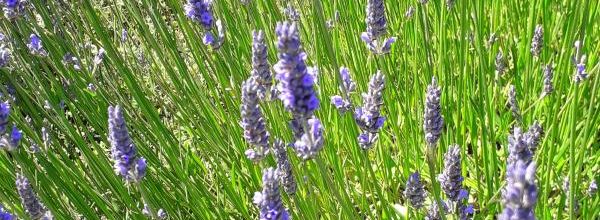  c'est fleur bleue 