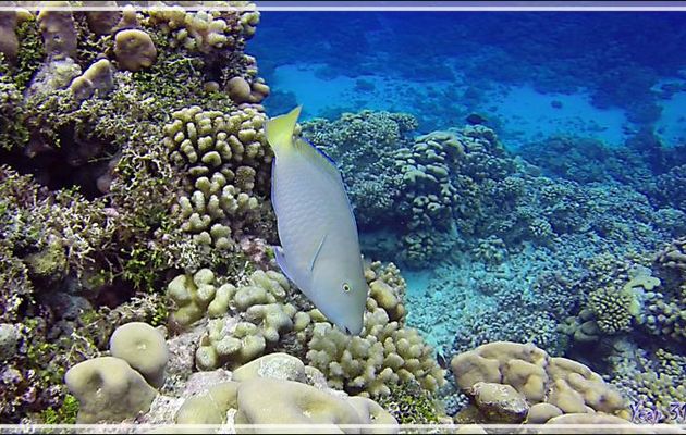Poisson-perroquet jaune femelle (Kukina/Rotea Tuamotu), Longnose Parrotfish (Hipposcarus longiceps) - Tumakohua (passe sud) - Atoll de Fakarava - Tuamotu - Polynésie française