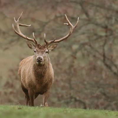 La noblesse du Cerf.