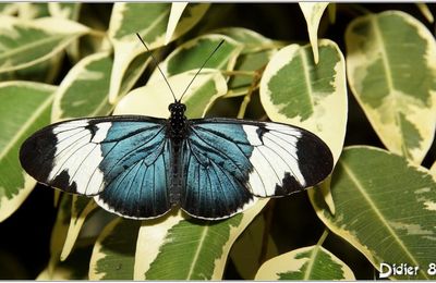 Cydno (1) - Heliconius cydno