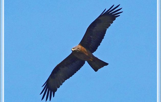 Milan noir, Black Kite (Milvus migrans), images fortement recadrées - Les Portes-en-Ré - Ile de Ré - 17