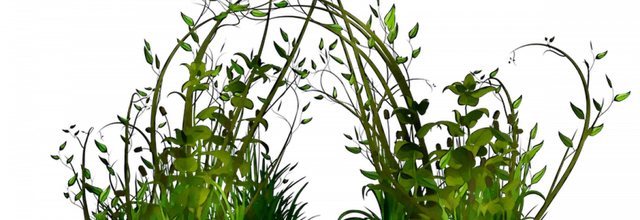 ѼVegetation