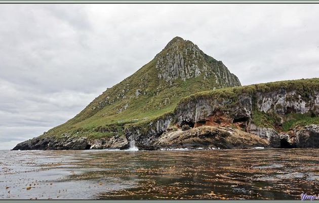 The Huts, le High Ridge ou Peak (365 m), les Gorfous de Moseley, les otaries à fourrure ... et Middle Island - Nightingale Island - Tristan da Cunha