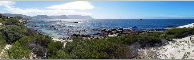 La plage aux Manchots du Cap, African Penguins (Spheniscus demersus) : Boulders Beach - Simon's Town - Afrique du Sud