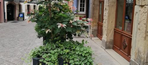 projet 52 pot de fleurs