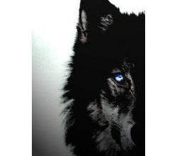 Éthologie : Ce que ressentent les animaux.