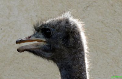 un oiseau qui ... hi hi 