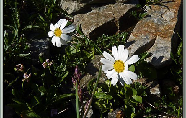 Flore des Pyrénées (Images de mon ancien blog, année 2011)