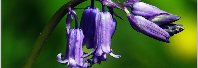 Jacinthe des Bois (3) - Hyacinthoides non-scripta