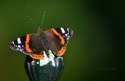La photo du weekend : Mon premier papillon de la saison