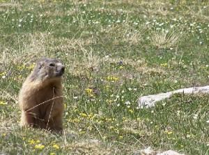 Marmotte