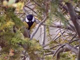 Les oiseaux de mon jardin sur le toit.