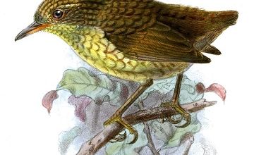 Ces animaux qui font l'histoire ... 