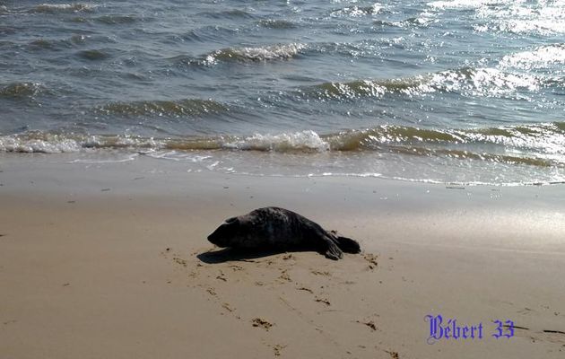un phoque sur la bassin d'arcachon