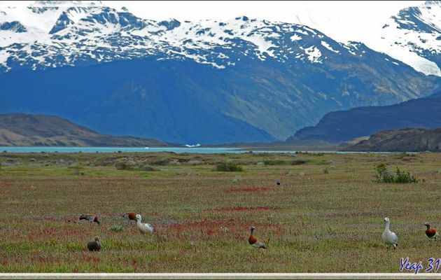 Nous rejoignons notre bateau à travers une prairie avec énormément d'oies et d'ibis assez peu farouches - Estancia Cristina - Lago Argentino - Patagonie - Argentine