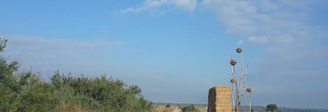 Entre Mèze et Marseillan..
