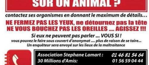 Des numéros d'urgence pour animaux maltraités