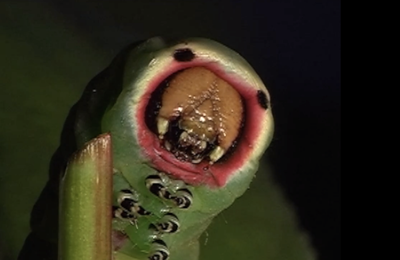 Métamorphoses 2011