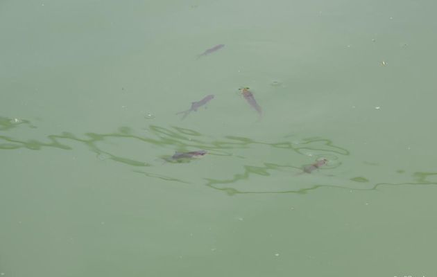 mes poissons d'Avril  lol lol