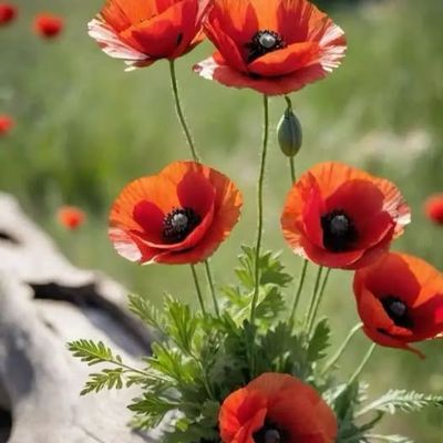 J'aime les coquelicots