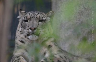 La Ménagerie, Zoo du Jardin des Plantes : Panthère des Neiges