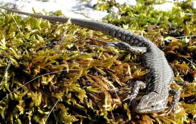 Le 10/03/2017: Le réveil du lézard