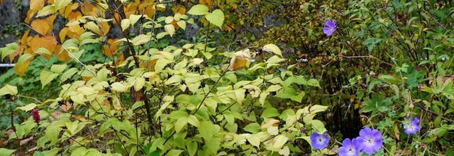 Les couleurs de l'automne 2025