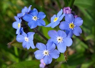 Les myosotis ... 