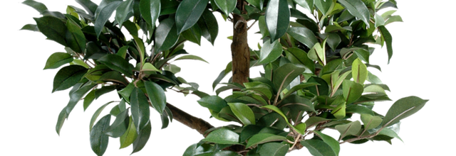 Ѽ Vegetation 