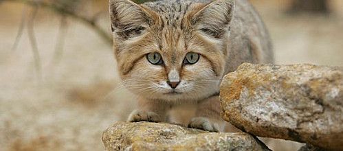 Le chat des sables :