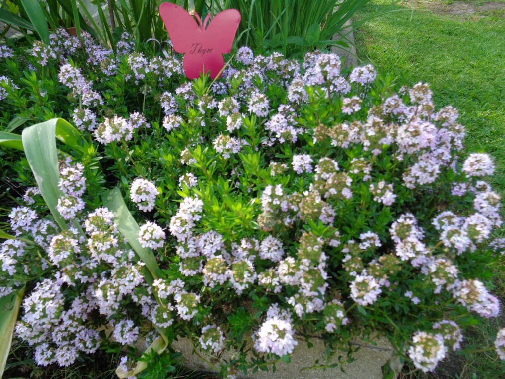 fleurs 