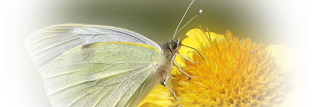 Mist fleur et papillon