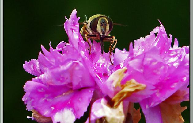 Mouche ou syrphe (???) sur œillet - Lartigau - Milhas - 31160