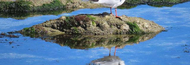 des oiseaux à Piriac
