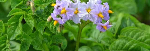 jolies fleurs de  pa ..pa.. patates 