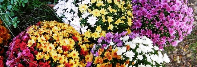 Les Chrysanthèmes de la Toussaint...