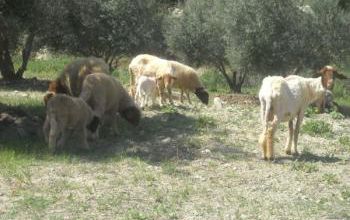 La tonte du mouton
