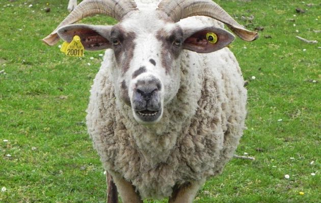 mon bélier du jour ! lol lol