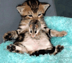 hamster pour Kioto ne pas prendre apart Kioto mais si vous le vouler absolument dite le moi