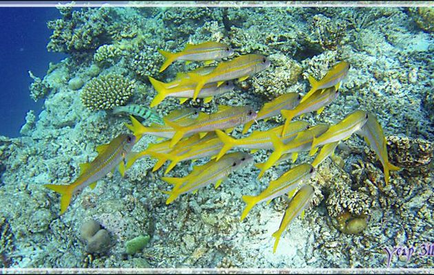 Banc de Rougets à nageoires jaunes ou Surmulets sans tache, Yellowfin goatfish (Mulloidichthys vanicolensis) - Snorkeling à Thudufushi - Atoll d'Ari - Maldives