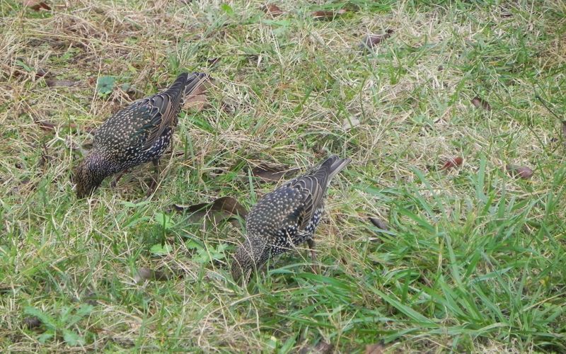 Les étourneaux dans mon jardin