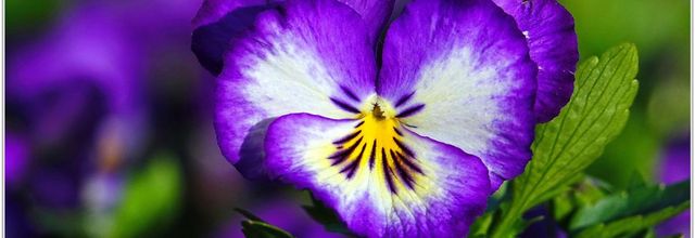Pensée Cultivée (2) - Viola