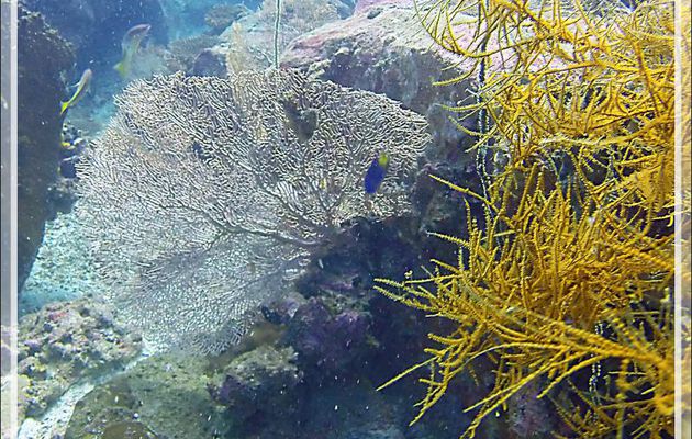 Gorgone et corail noir - Spot Betalinjona - Nosy Tsarabanjina - Archipel Mitsio - Madagascar