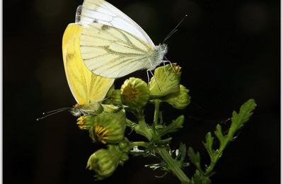 Piéride du Navet (2) - Pieris napi / Accouplement