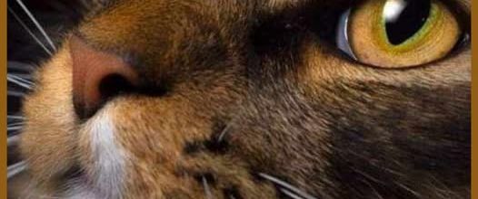 Armistice du 11 novembre