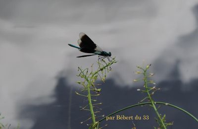 une libèlulle ...