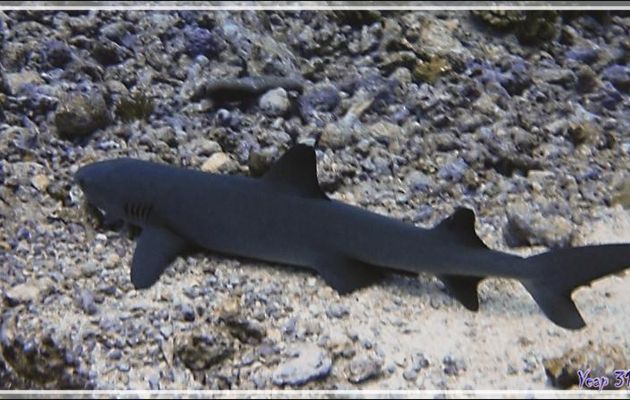 Requin pointe blanche du lagon ou Requin corail, Silver tip shark (Triaenodon obesus) - Passe Tumakohua - Fakarava sud - Tuamotu - Polynésie française