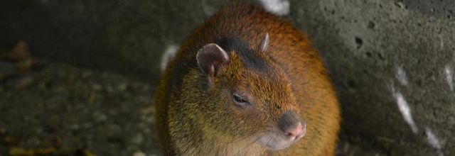 Ménagerie du Jardin des Plantes : L'Agouti à dos noir