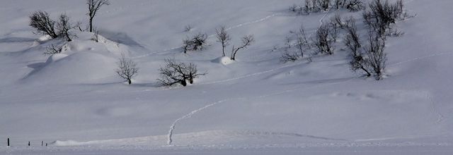 Neige : Ombres et lumières