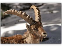 Bovidés pyrénéens dans leur espace nature montagnard 